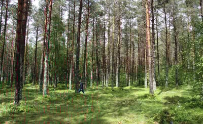 Grön skog i solljus