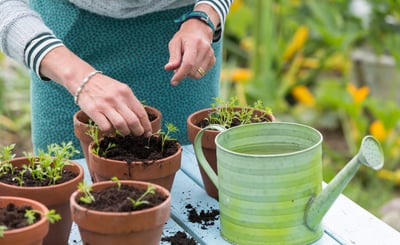 Kvinna som odlar och påtar i kruka