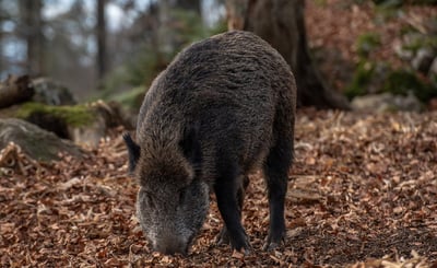 Vildsvin i skogen