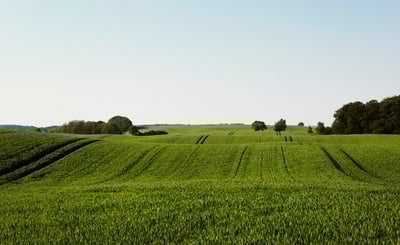 Grönt fält och blå himmel