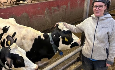 Therese Schelin, lantbrukare i Umeå, i kostallet med korna