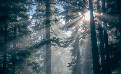 Solen lyser in i en tät granskog