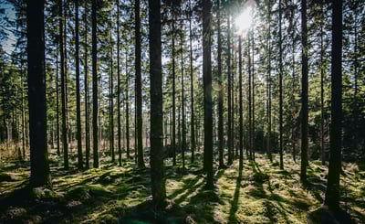 Vy över skog, solen syns mellan trädtopparna