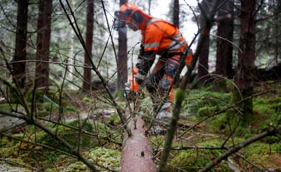 En skogsarbetare sågar i ett nedfällt träd