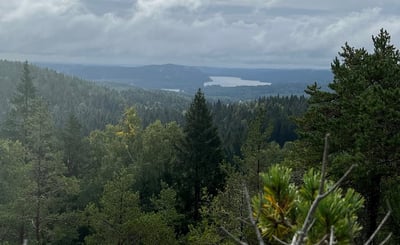 Trädtoppar i kuperad skog