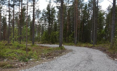 Bilväg genom skog