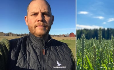 Tvådelad bild med porträtt av Aron Westlin till vänster och närbild på ett vetefält till höger.