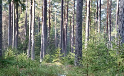 Blandning av äldre och yngre barrträd i skog
