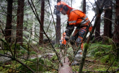 Man i orangea kläder sågar i fällt träd i skogen