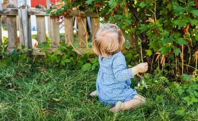 Barn i blå klänning sitter vänd mot buske i trädgård och äter vinbär