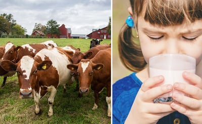 Flicka dricker mjölk ur ett glas