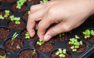 Hand gräver i jorden intill små nyutslagna plantor.