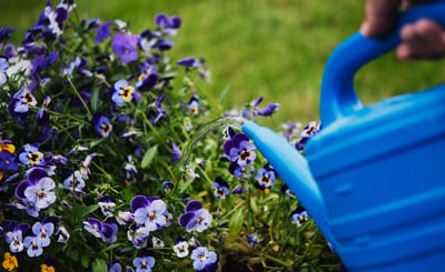 Blå vattenkanna vattnar blommor utomhus