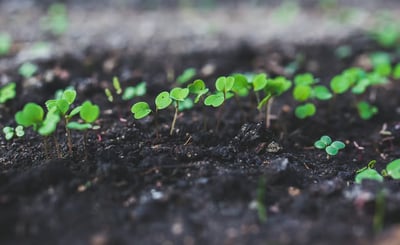 Ruccola som växer