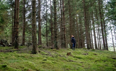 Barrskog
