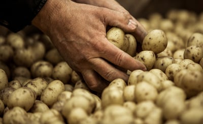 Händer som plockar upp potatis ur ett hav av skördad potatis