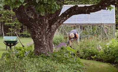Kvinna står nedböjd och fixar i trädgården