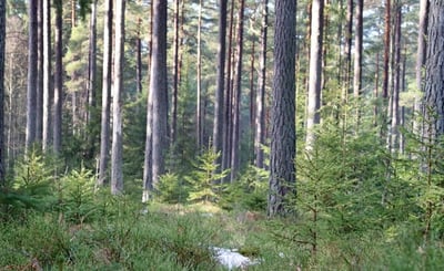 Äldre och yngre barrträd i skog