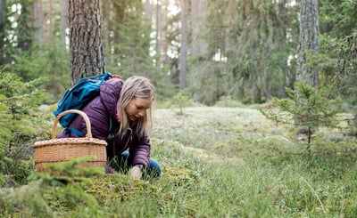 Kvinna plockar svamp i skogen