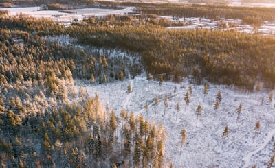 Skog i vinterlandskap