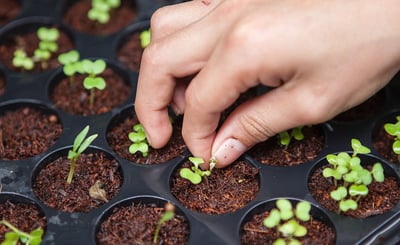 Hand som rör vid nysådda växter i plantbrätte