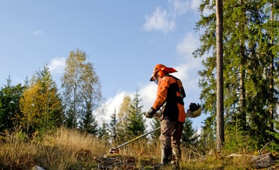 Röjning i skogen
