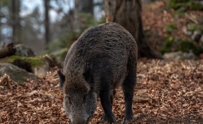 Vildsvin i skogen