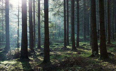 Träd i skogen