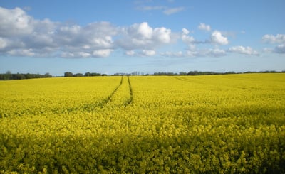 Blommande rapsfalt med ett par traktorspår bort åt, blå himmmel med en del moln