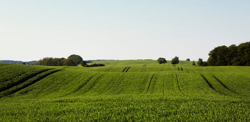 Grönt fält och blå himmel