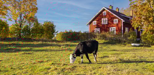 Ko betar på äng framför ett hus.