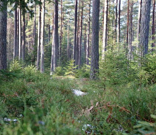 Skog
