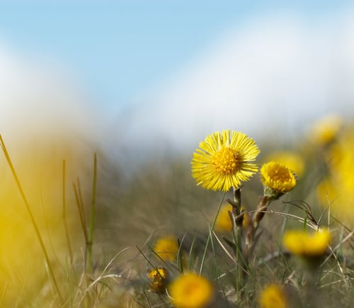 Blommande tussilago