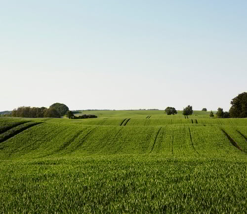 Grönt fält och blå himmel