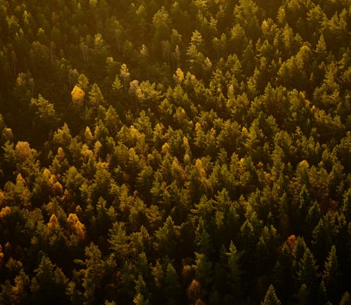Flygbild över skog