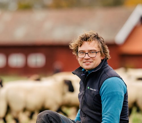 Man utomhus med får i bakgrunden