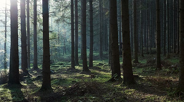 Träd i skogen