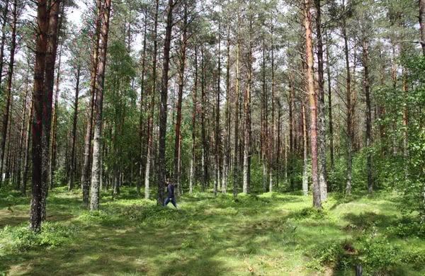 Grön skog i solljus