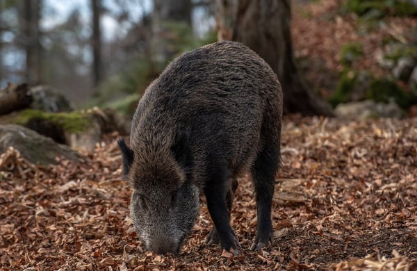 Vildsvin i skogen