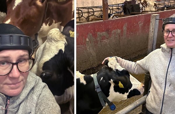 Therese Schelin står tillsammans med en mjölkko