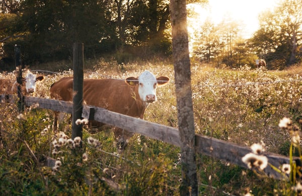 Två kor står i en hage