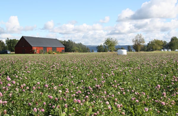 Fält med blommande klöver
