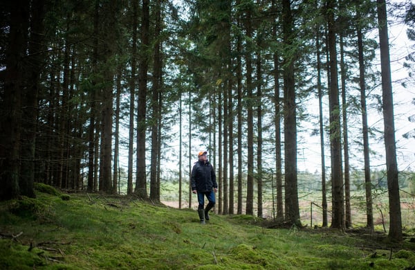 Skog med man som går i skogen