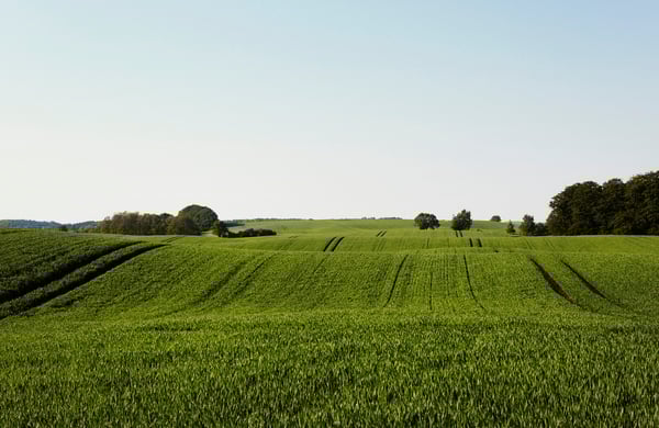 Grönt fält och blå himmel
