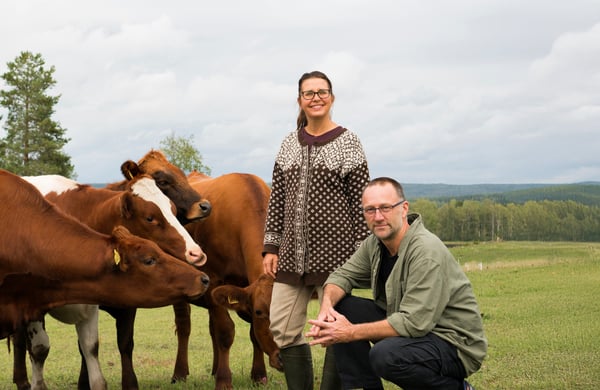 Ostmästarna Pär och Johanna Hellström står bredvid några kor