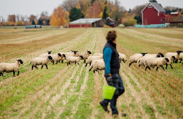 Person med får på äng med bondgård i bakgrunden.