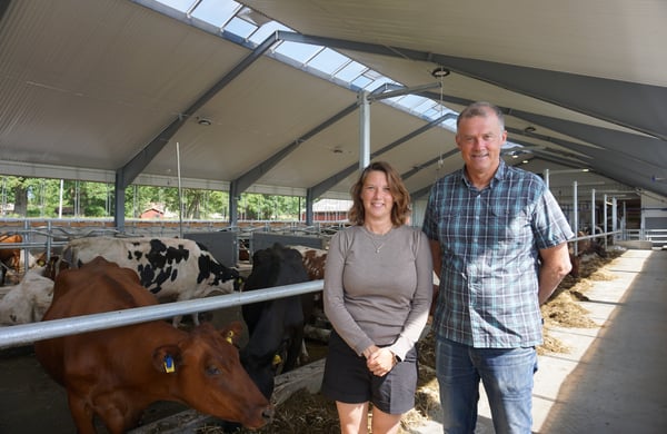 Anders Westlund och Linda Carlman står framför några kor.