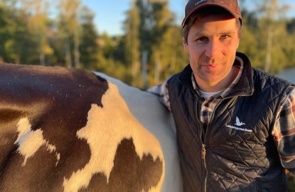 Tomas Engdahl står bredvid en ko