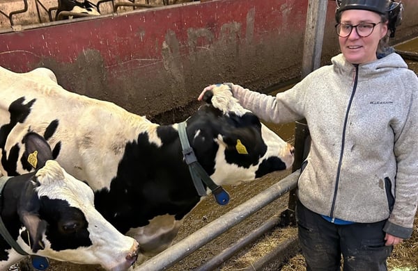 Therese Schelin, lantbrukare i Umeå, i kostallet med korna