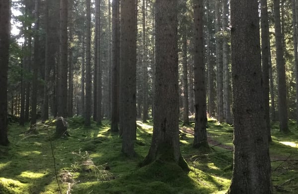 Gammal skog